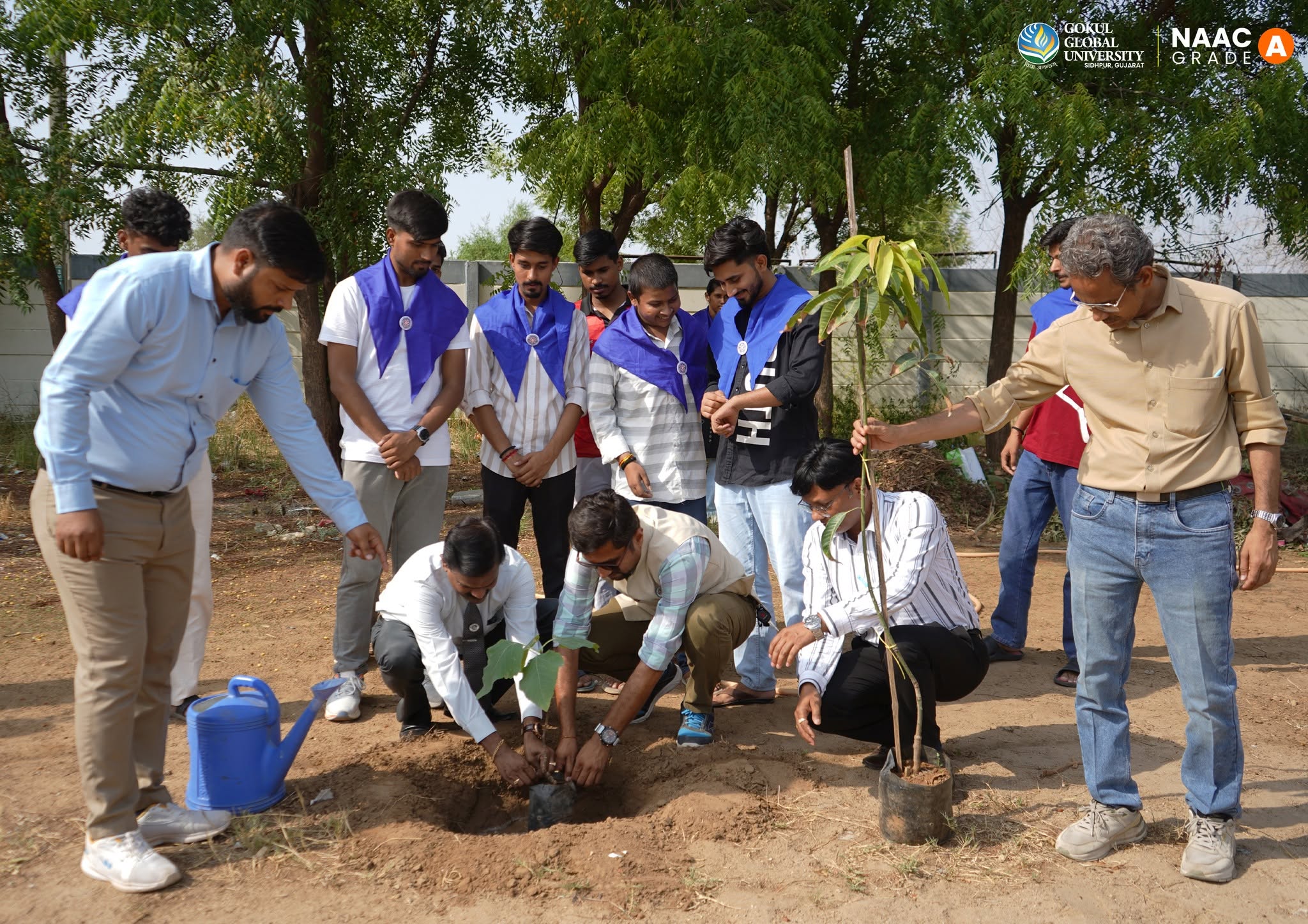 Tree Plantation